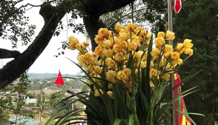 Den Ky Sam Video - Cao Bằng