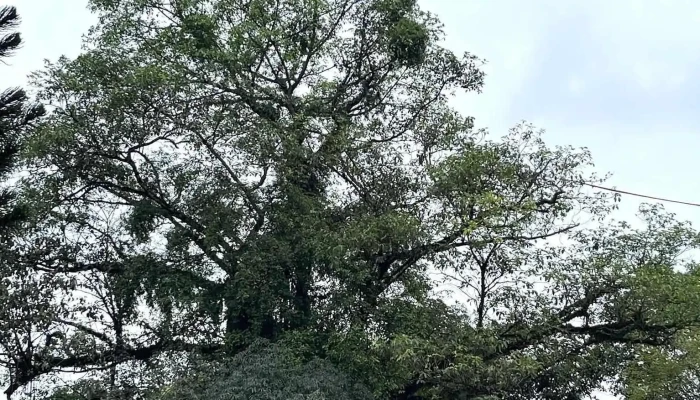 Den Quoc Mau Au Co Moi Nhat - Phú Thọ