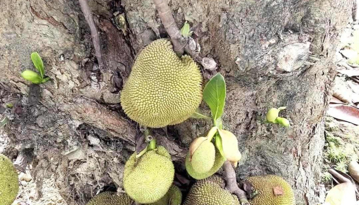 Den Thac Cai Linh Tu Moi Nhat - Tuyên Quang