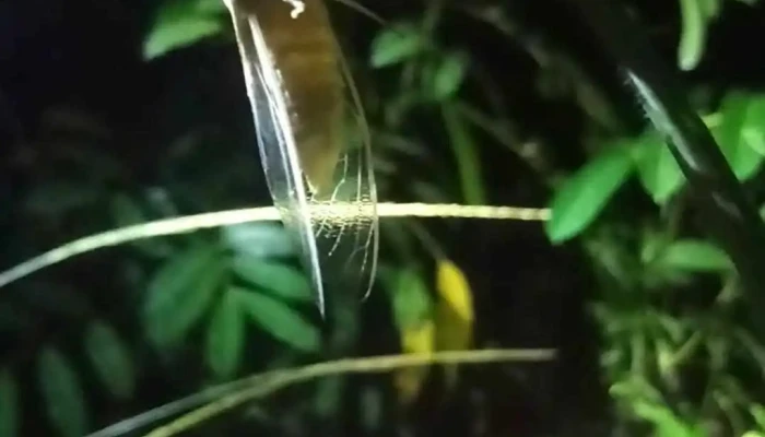 Di An Video - Bình Dương