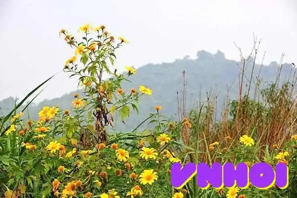 Diem Tham Quan Hoa Da Quy Ba Vi Nui - Hà Nội
