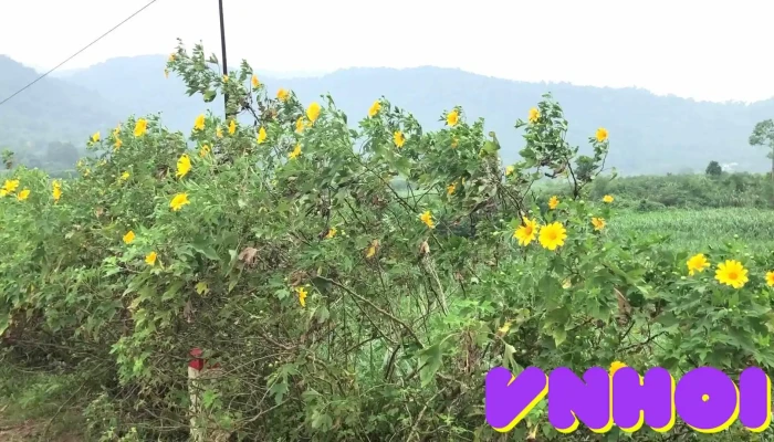 Diem Tham Quan Hoa Da Quy Ba Vi Video - Hà Nội