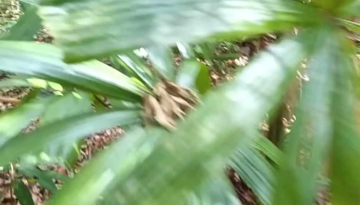 Diem Tham Quan Rung Quoc Gia Video - Kiên Giang