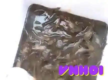 Dien Chau Video - Nghệ An