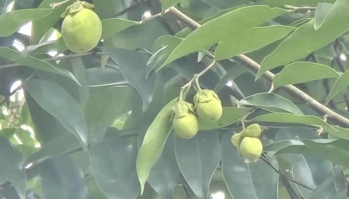 Dinh Deo Khanh Son Moi Nhat - Khánh Hòa