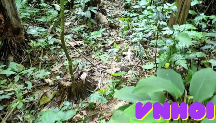 Dinh May Bac Video - Hòa Bình