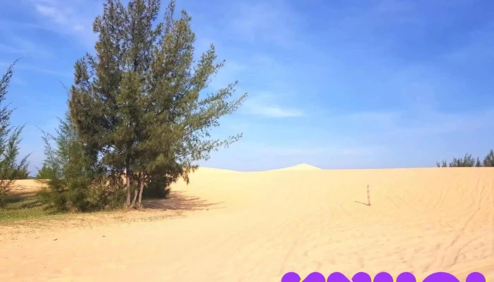 Doi Cat So 2 Cua Chu So Huu - Bình Thuận