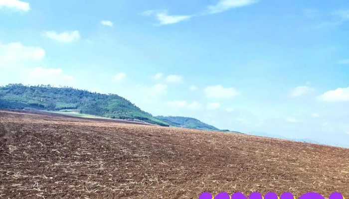 Doi Hoa Huong Duong Nghia Dan Tat Ca - Nghệ An