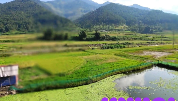 Dong Tien Nu Nui - Yên Bái