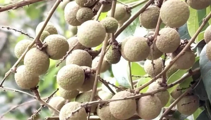Du Lich Miet Vuon Cu Lao May Diem Quang Khai Video - Vĩnh Long