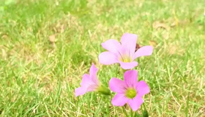 Flamingo Dai Lai Moi Nhat - Vĩnh Phúc