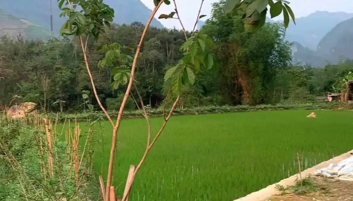 Ha Giang Loop Tour With Ha Giang Lotus Hostel -  Video - Hà Giang