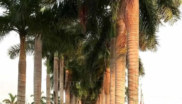 Hang Cau Vua Tan Tru Moi Nhat - Long An