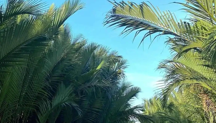 Hangcoconut Basket Boat Ride -  Tat Ca - Quảng Nam