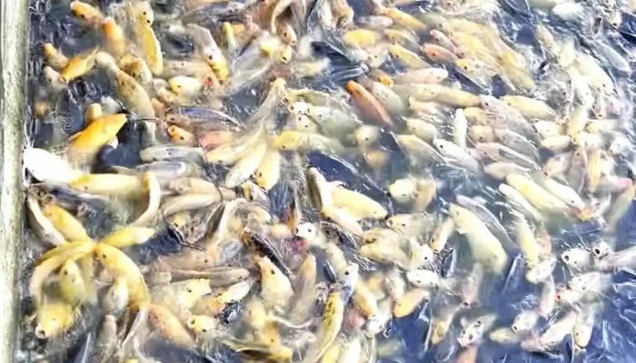 Ho Thuy Liem Video - An Giang