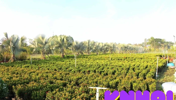 Hoa kiểng Năm Văn - K. Tân Huề