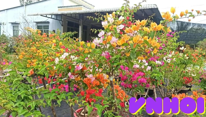 Hoa kiểng Vĩnh Trang - Mỹ 2
