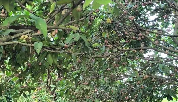 Hoa Qua Son Farm Moi Nhat - Khánh Hòa