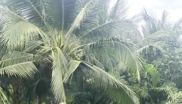Hon Ba Lagi Beach Resort Moi Nhat - Bình Thuận