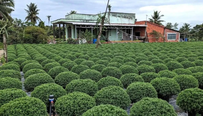 Jardin Du Mekong Homestay -  Tat Ca - Bến Tre