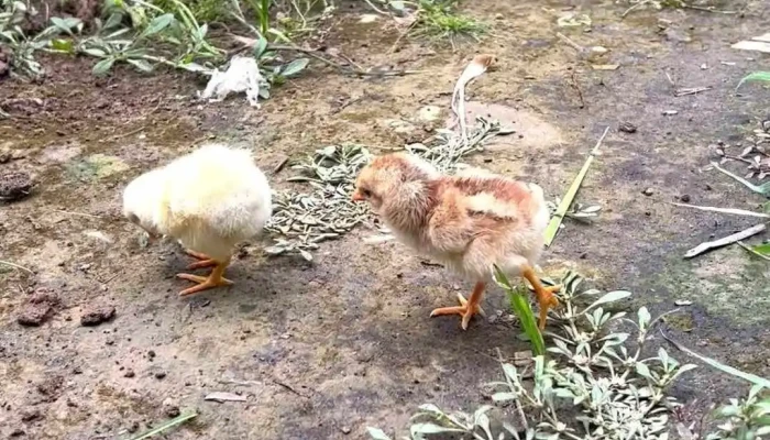 Jun Garden -  Cua Chu So Huu - Tiền Giang