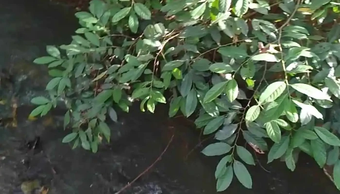 Kdl Suoi Rac Ta Lach Ngoai That - Bình Dương