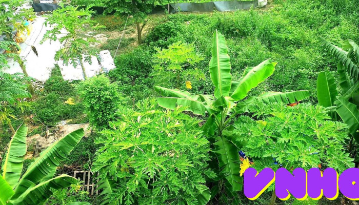 Khu Di Tich Ho Lang Moi Nhat - Bình Dương