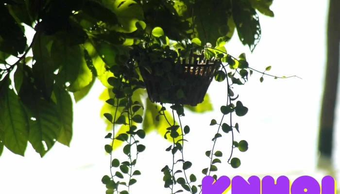 Khu Du Lich Cam Trai Nang Camping Moi Nhat - Đồng Nai