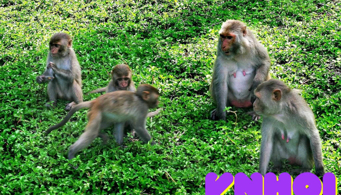 Khu Du Lich Dao Khi Tat Ca - Khánh Hòa