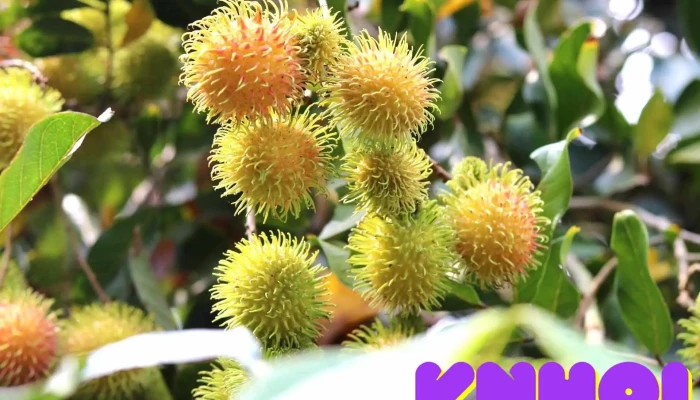 Khu Du Lich Hung Cua Khach Tro - Bến Tre