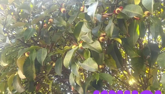 Khu Du Lich Sinh Thai Duong Xuong Cua Chu So Huu - Kiên Giang