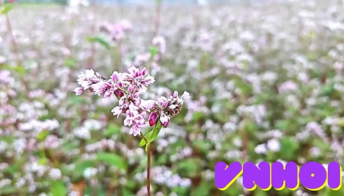 Khu Du Lich Suoi Thau Video - Hà Giang