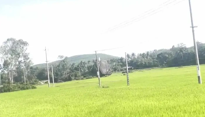 khu du lịch cộng đồng Bàu Cá Cái - Thôn Thuận Phước