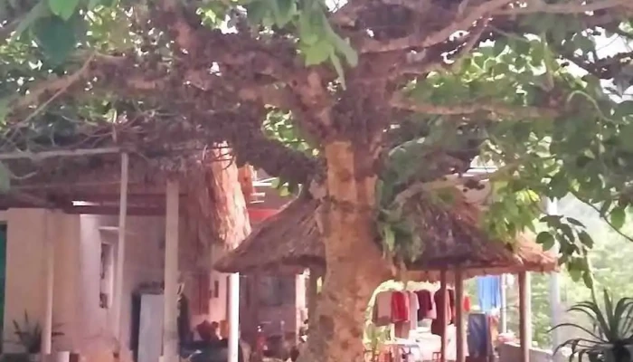 Ky Son Tat Ca - Hòa Bình