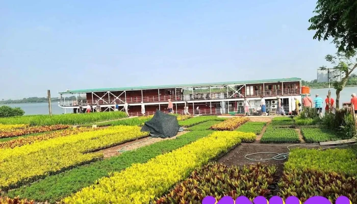 Làng cây cảnh Vị Khê - Nam Định
