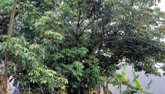 Lang Co Thien Huong Moi Nhat - Hà Giang