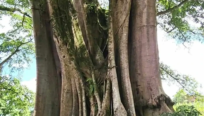 Lang Co Thien Huong Video - Hà Giang