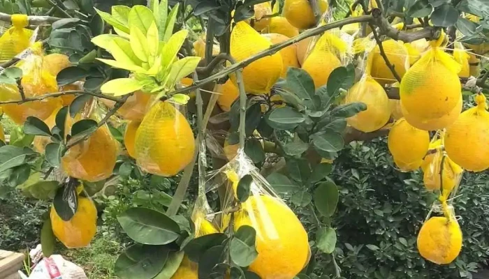 Lang Han Quoc Tai Thanh Hoa Video - Thanh Hóa