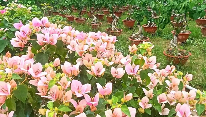 Lang Hoa Giay Phu Son Tat Ca - Bến Tre