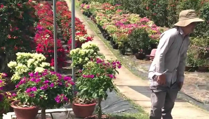 Lang Hoa Giay Phu Son Video - Bến Tre