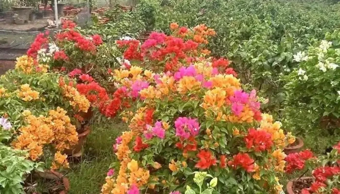 Làng hoa giấy Phú Sơn - Bến Tre