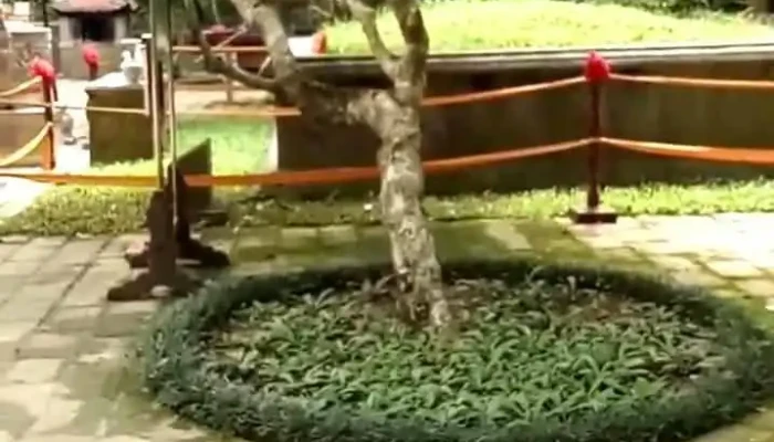 Lang Mo Vua Le Thai To Video - Thanh Hóa