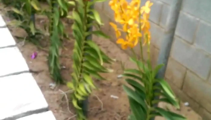 Lang Nghe Banh Trang My Long Video - Bến Tre