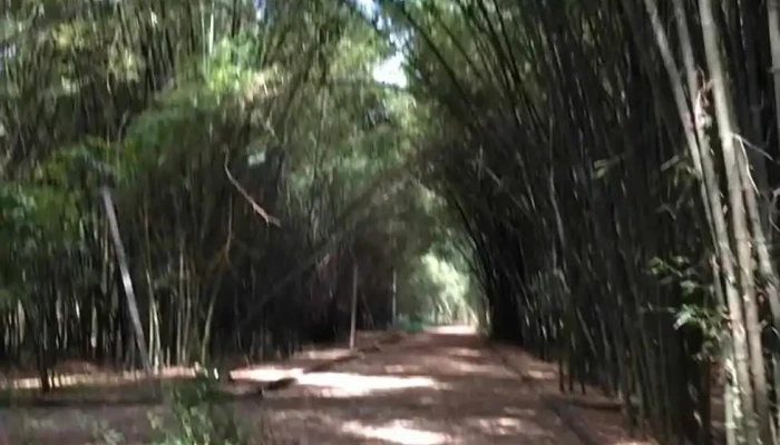 Lang Tre Phu An Video - Bình Dương
