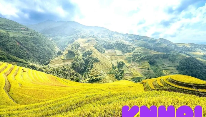 Mâm Xôi bé - Yên Bái