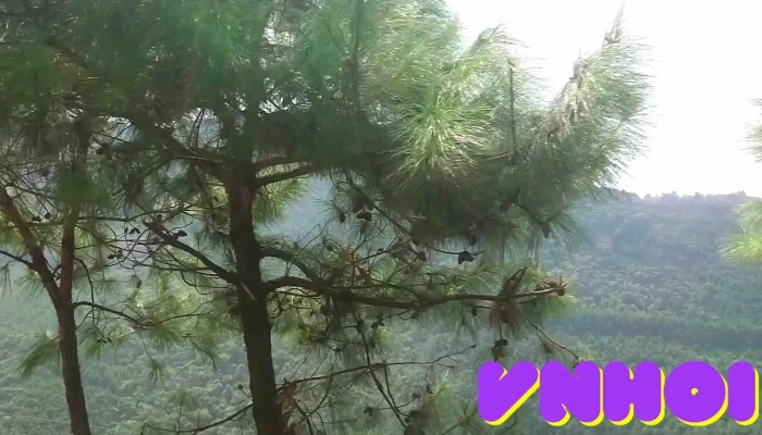 Mau Son Video - Lạng Sơn