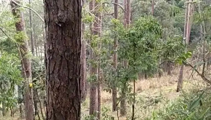 Minh Lap Video - Bình Phước
