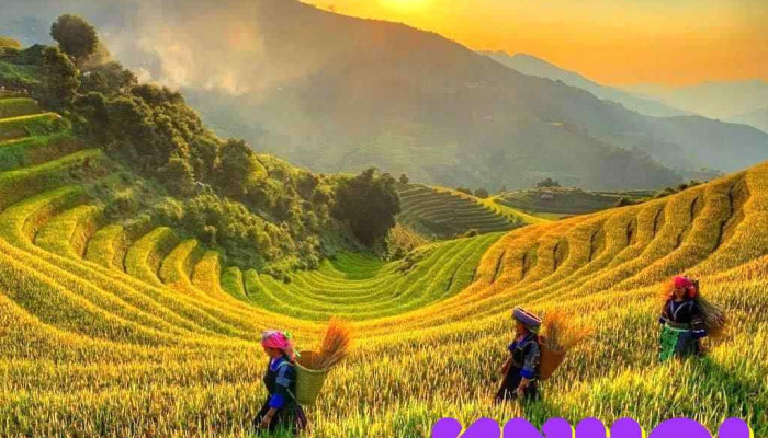 Mu Cang Chai Tat Ca - Yên Bái