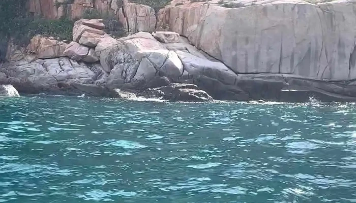 Mui Ca Heo Moi Nhat - Ninh Thuận