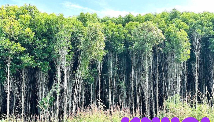 Ngã 3 Sống Ảo" Lâm Viên - Đồng Đình, Rừng Sác - Hồ Chí Minh